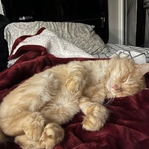 Meet your Posher, Charleeદᵕ̈૩